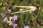 Redstem stork's bill